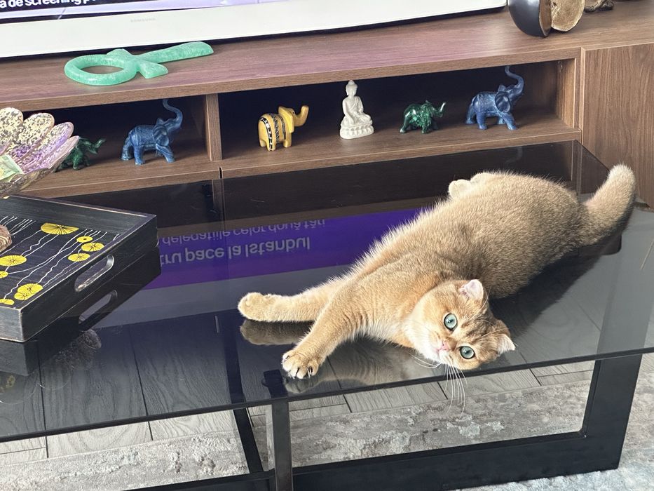 Scottish fold golden