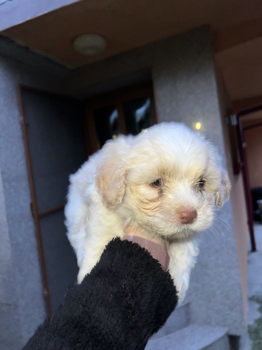 3 fetite bichon maltez