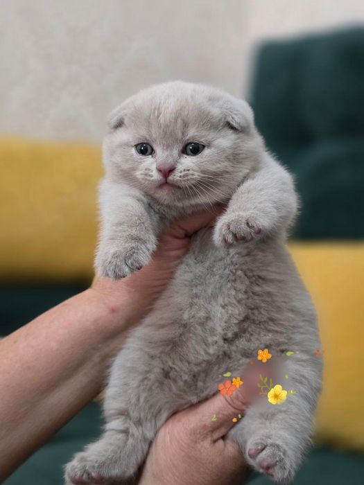 Продаются фолды и страйт