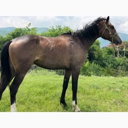 5 байтал айғырымен