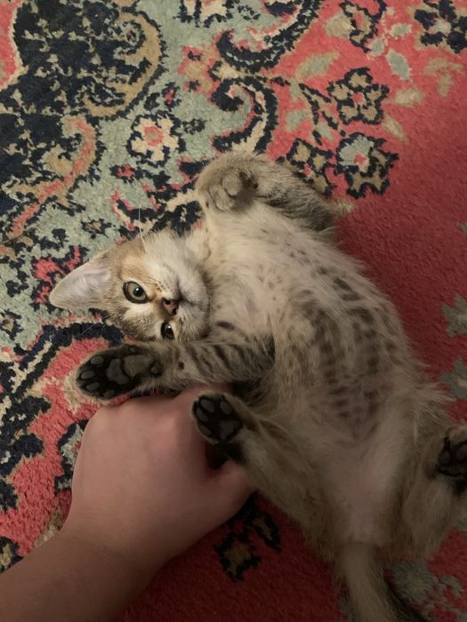 Отдам котят в хорошие руки