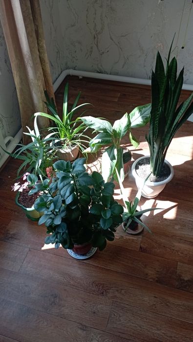 Комнатные растения