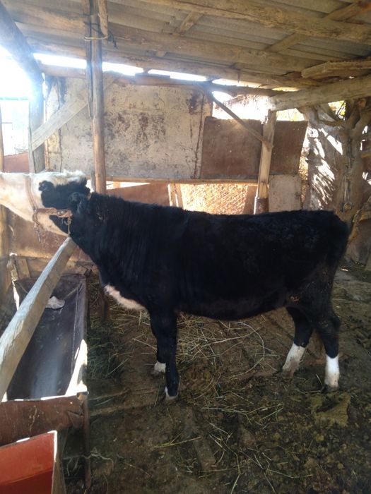 Ақсукентте құнажын сатылады