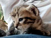 Adoptie pisicute