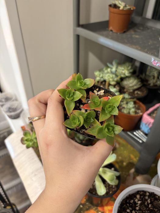 Суккуленты  разные