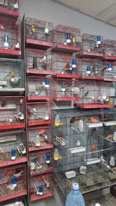 Canari și cănărițe