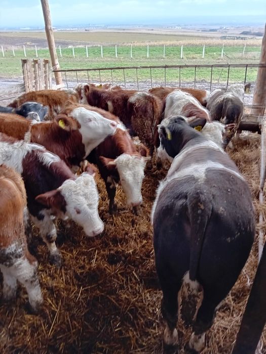 Vand vitei si vitele