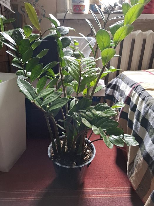 Продаётся цветок замиокулька