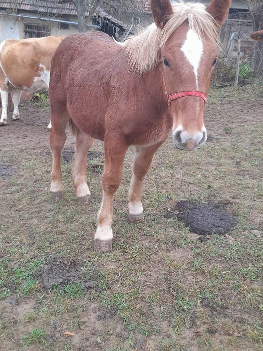 De vânzare pentru detalii la telefon