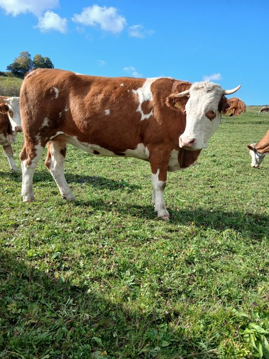 Vacă baltată românească