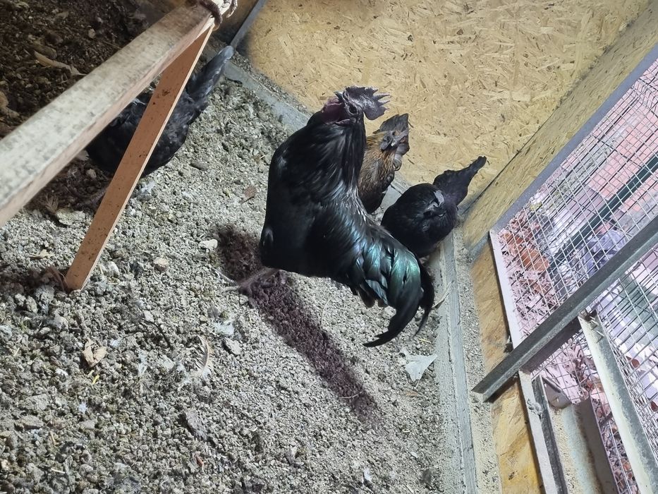 Ухейл кора хуроз