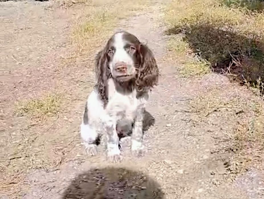 Щенки русского спаниеля