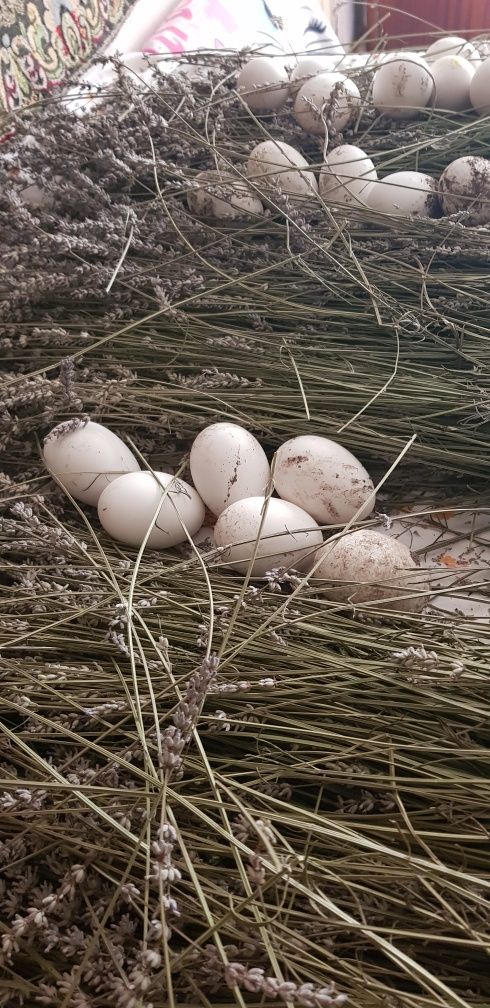 Ouă gâscă pentru incubat