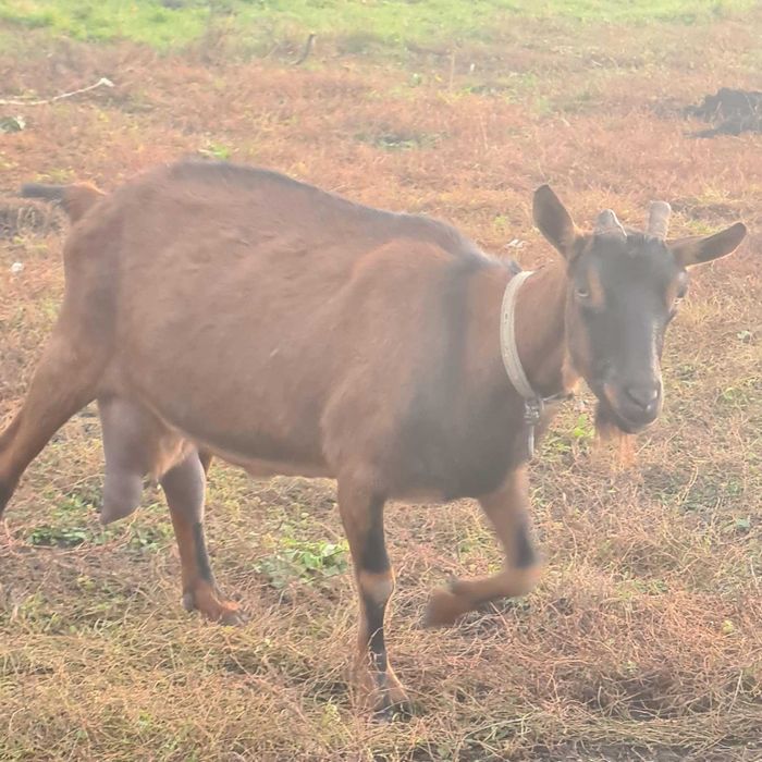 Disponibila Alpin Franceza