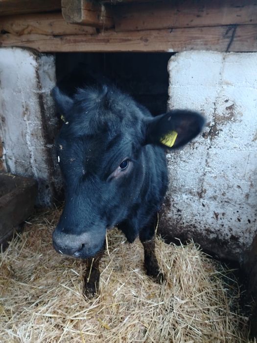 Vand un vitel si o vitea