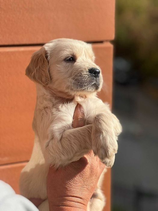 Голдън ретривър игрив сладур момче