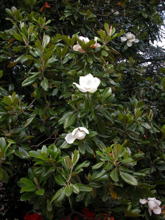 Magnolia Grandiflora 1.2-1.4m