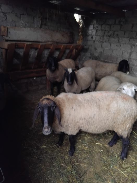 Oi carabase și berbec