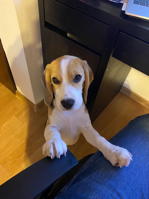 Pui Beagle tricolor 3 luni