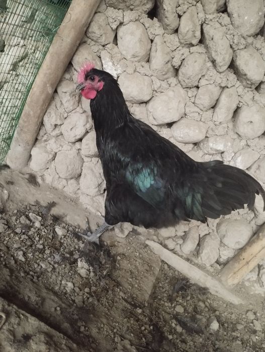 Jersiy gigantlar sotiladi 5 oylik