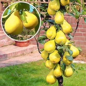 Pomi columnari fructiferi , diferite soiuri