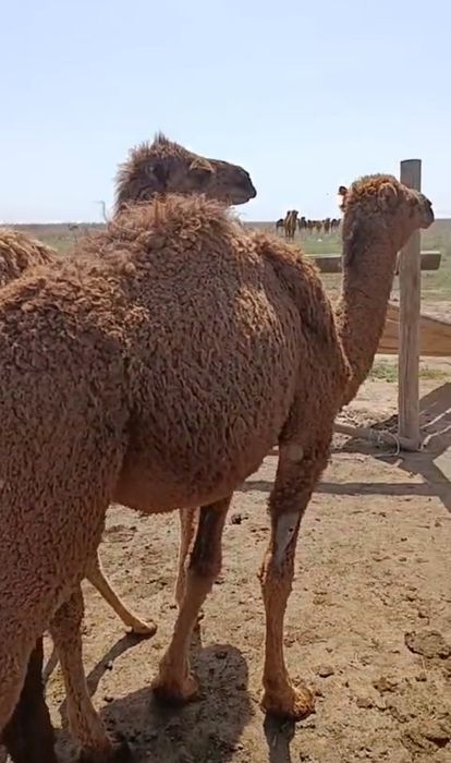 Түйе, тайлақ,бура,үлөк