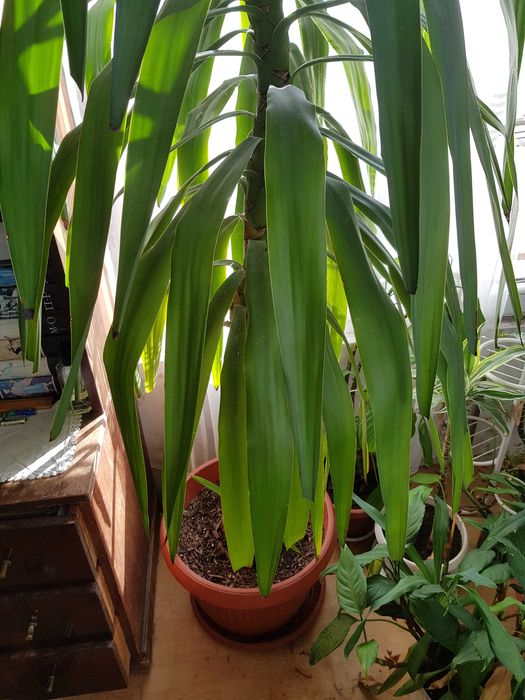 Цвете юка 2.60 метра