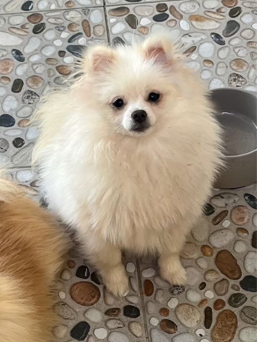 Femela pomeranian albă, cu PEDIGREE