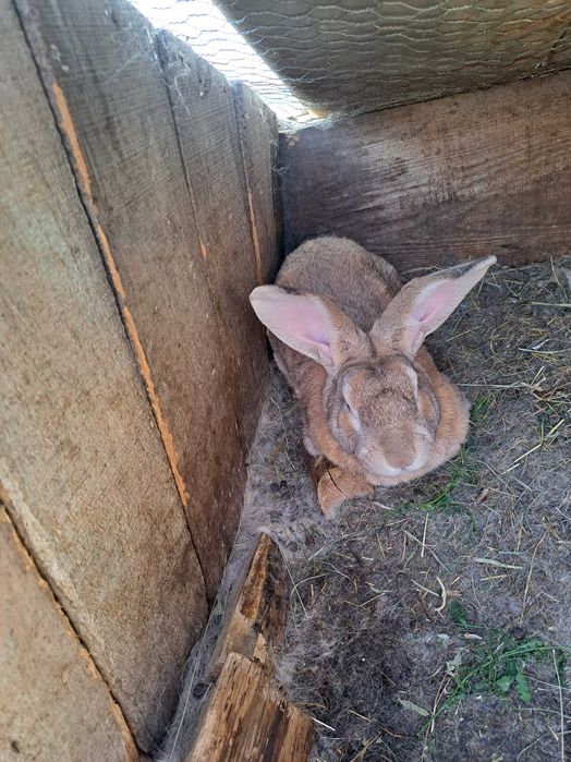Iepuroi Matca de Rasă Uriaș - Culoare Agouti (Maro-Roșcat)