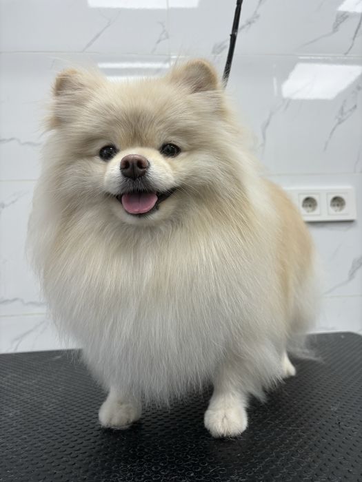 Груминг кошек и собак