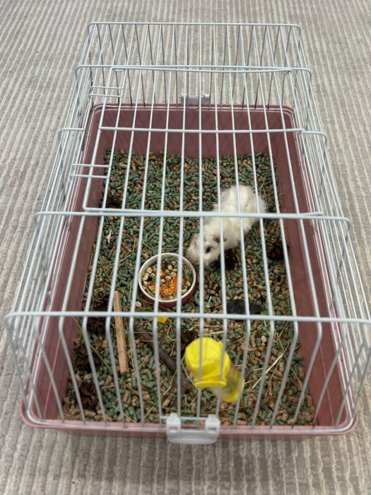 Морская свинка белоснежная, мальчик, клетка в подарок