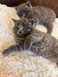 British shorthair blue puiuti