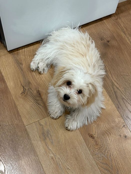 Мальтипу 5 мес 300000тг