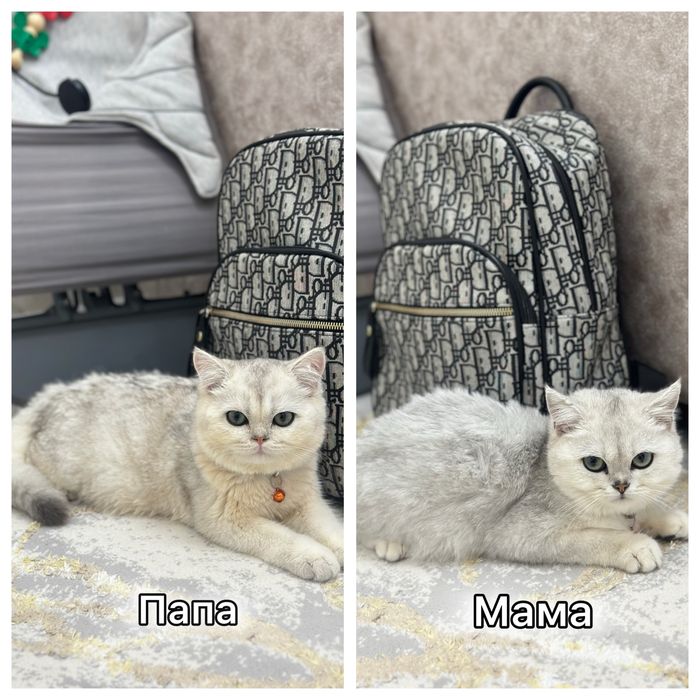 Британский серебристый котенок