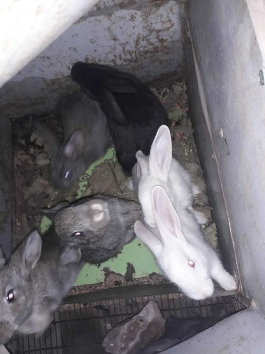 Кролики адрес Самарканд раен Шодимурод ресторан утканда Нуробод кишлок