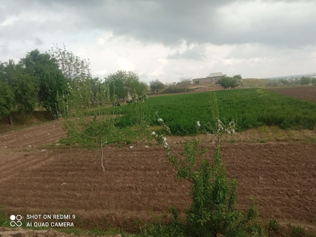 Surxondaryo viloyat bandixon tumani  narxi kelishiladi