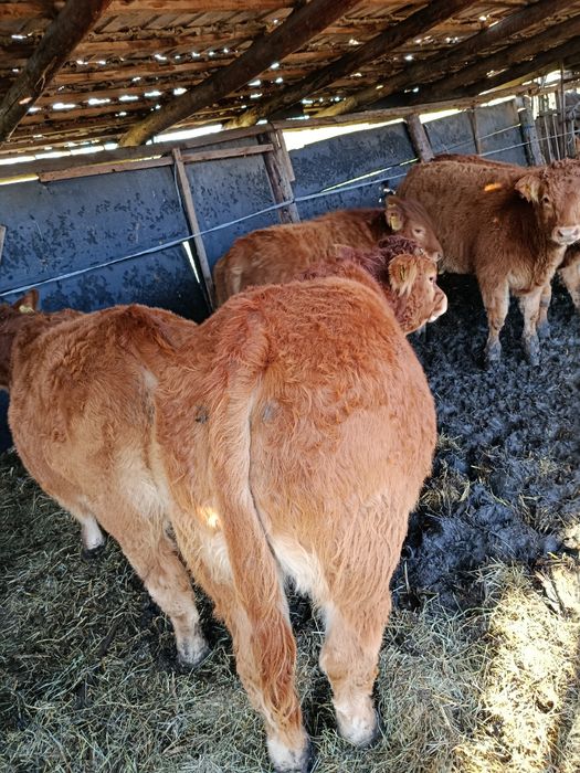 Viței rasa limousine din pășune