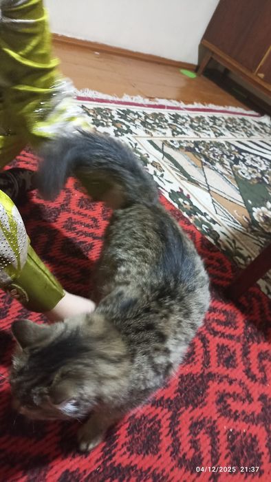 Tekinga sibir mushugini beraman. Qiz bola 6 oylik. Juda mehribon