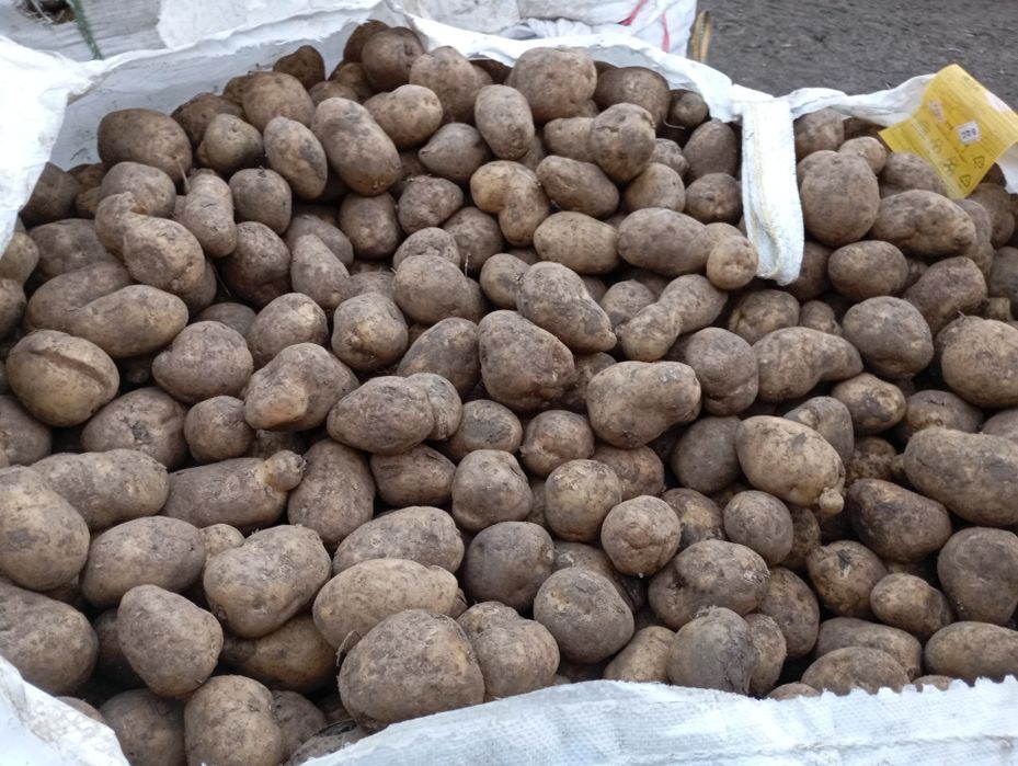 Vând cartofi de consum