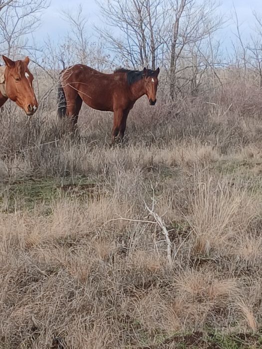 Кунан сатылады еркек