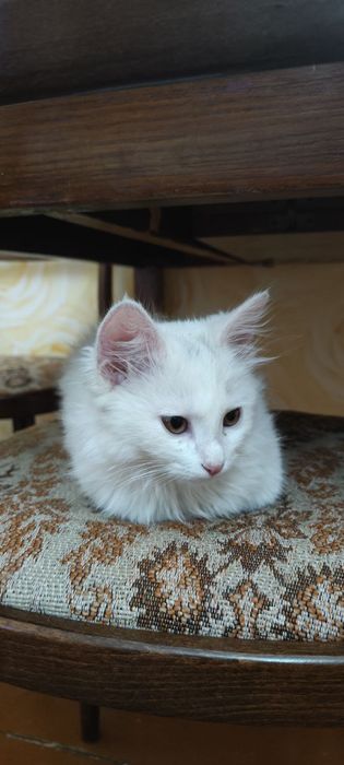 Отдам в хорошие руки котенка, кошечку