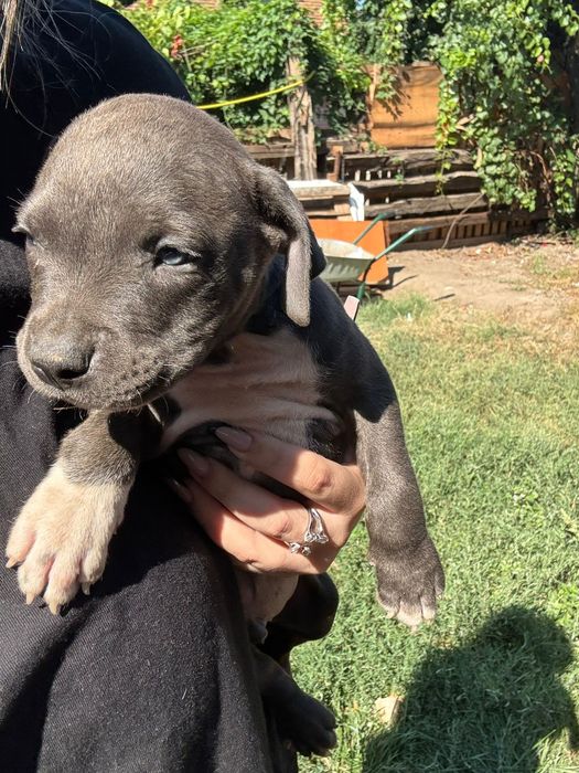 American Staffordshire Terrier Amstaff 
, puiul va părăsi cuibul av