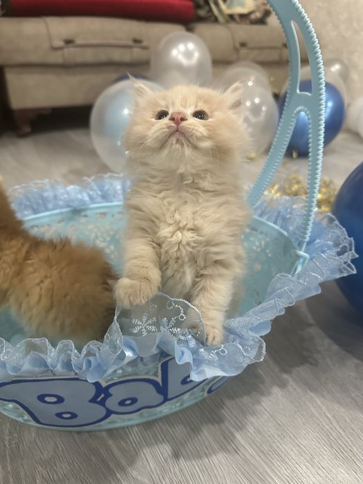 Мальчик красавчик