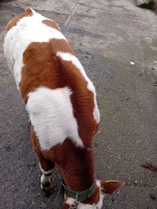 Vând tauraș de lapte