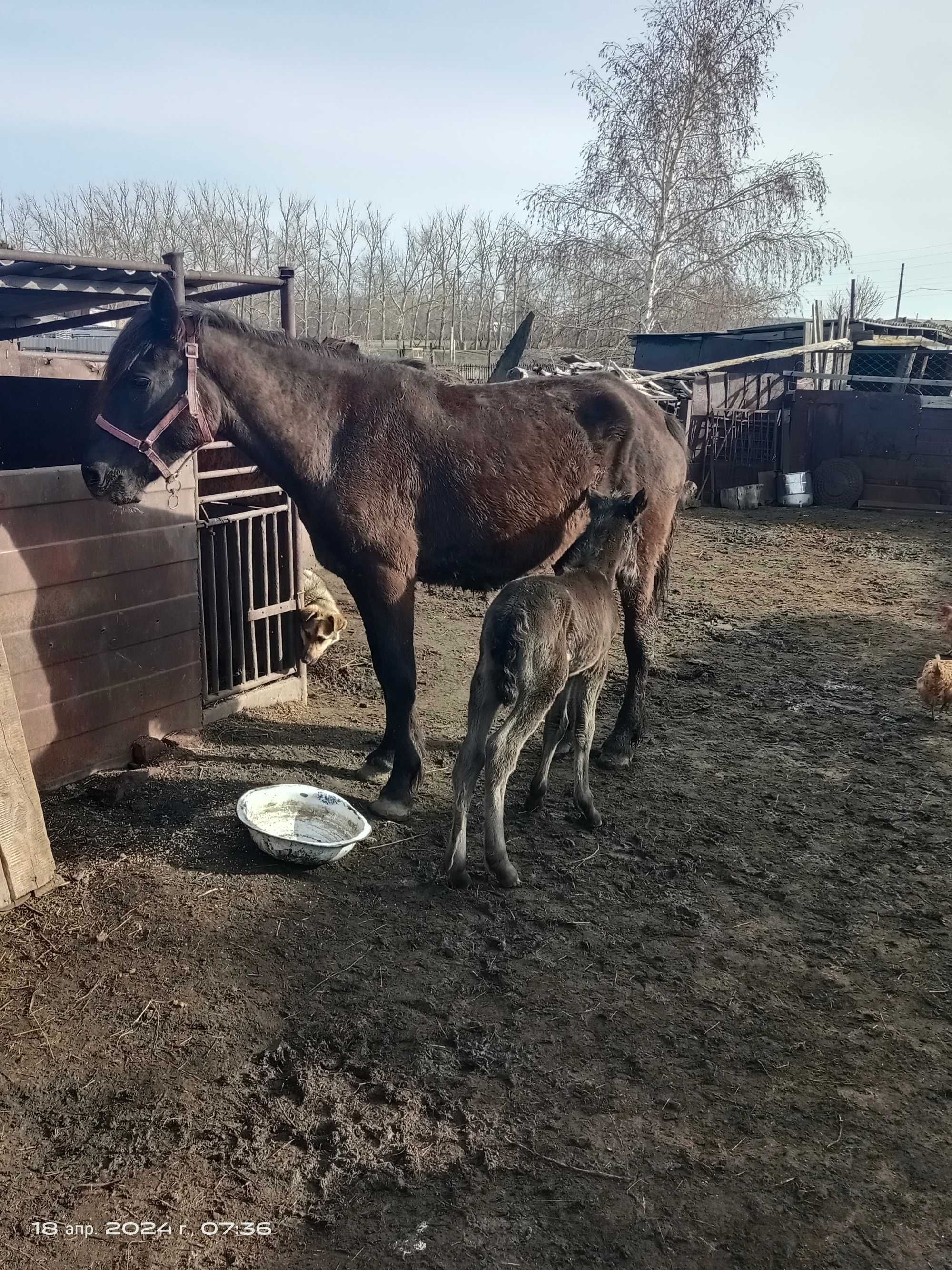 Продам лошадь с Жеребёнком