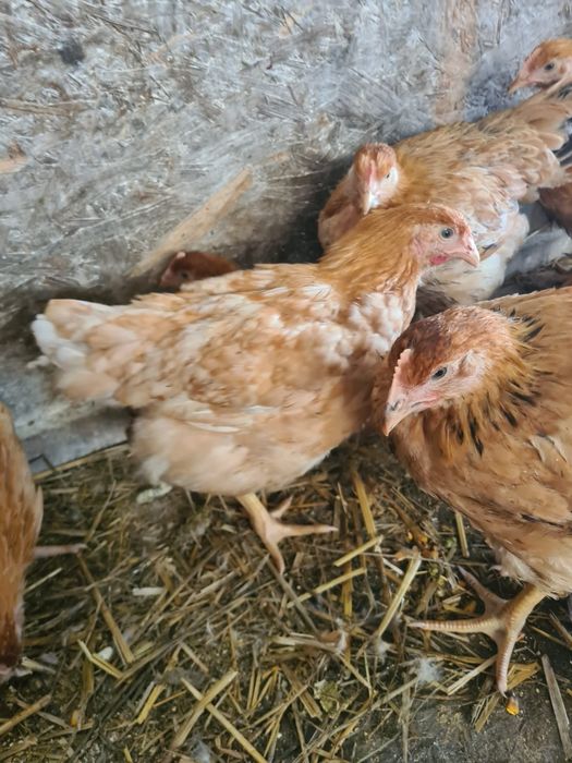 Puicuțe de vânzare