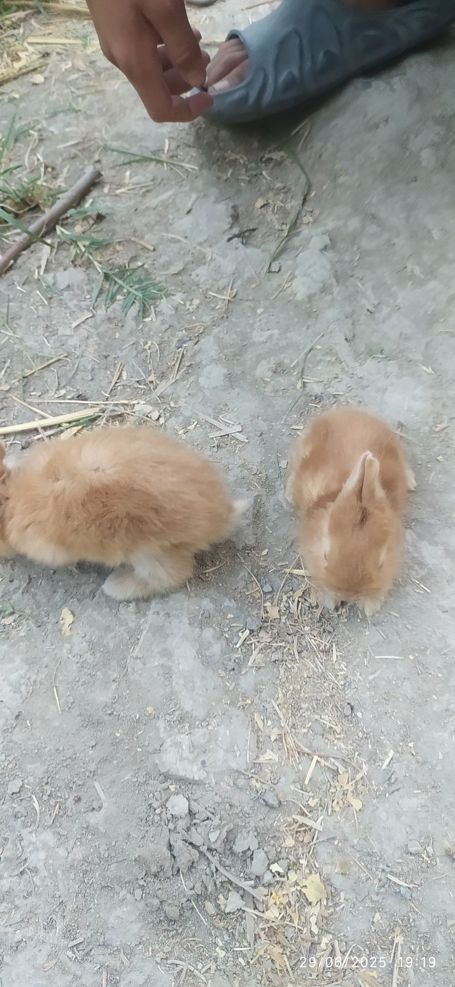 Burgun bolalari sotiladi 25 kunlik