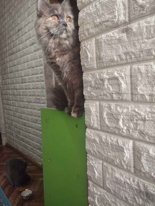 Продаётся девочка Скоттиш страйт