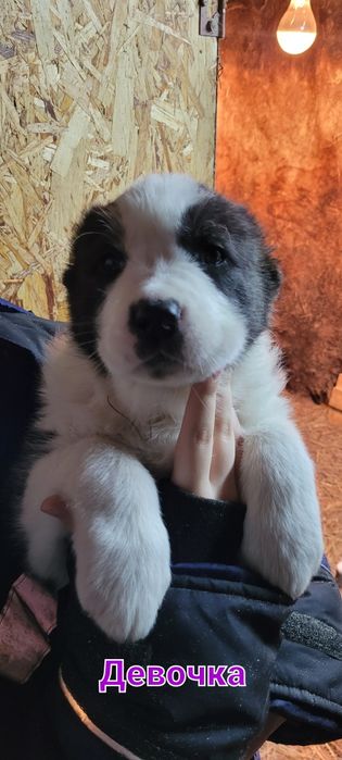 В продаже щенки.