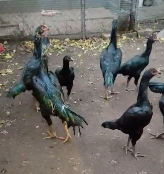 Дакан шамо 3 ойликдан 7 ойликкача макиен жужалари сотилади.